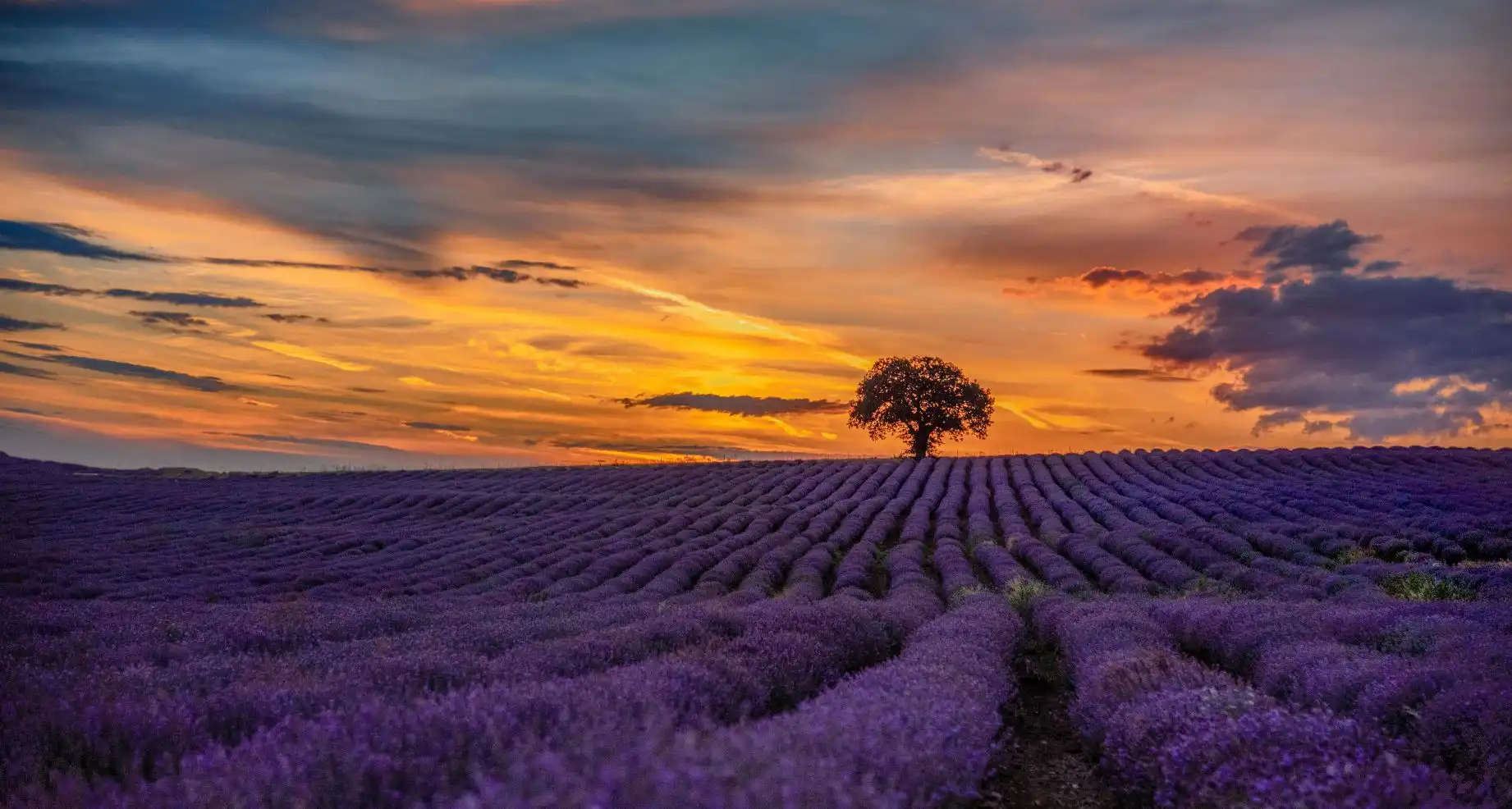 lavender field