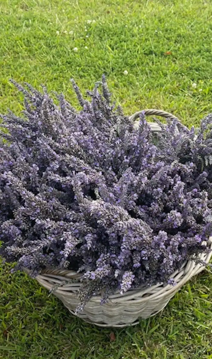 basket of lavender