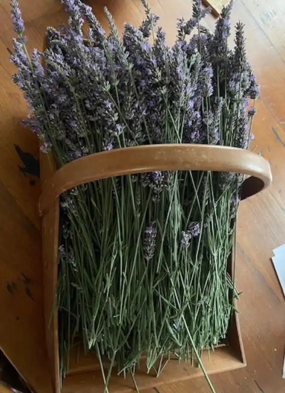 bundled lavender