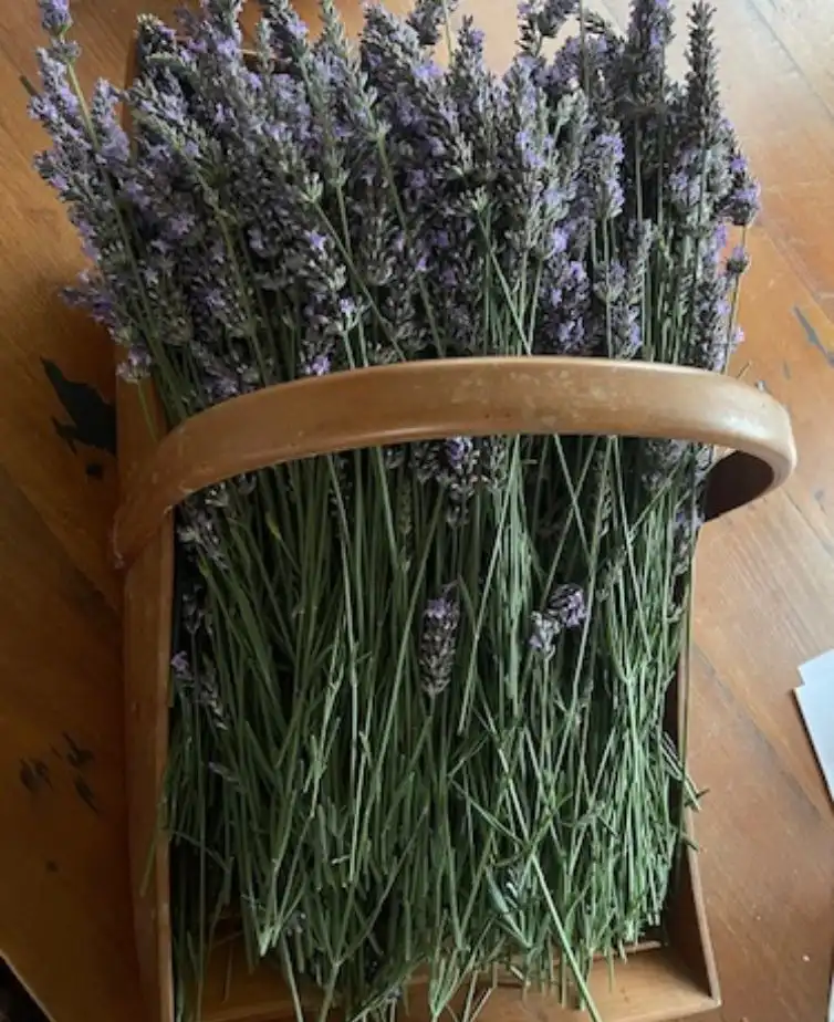 bunch of lavender