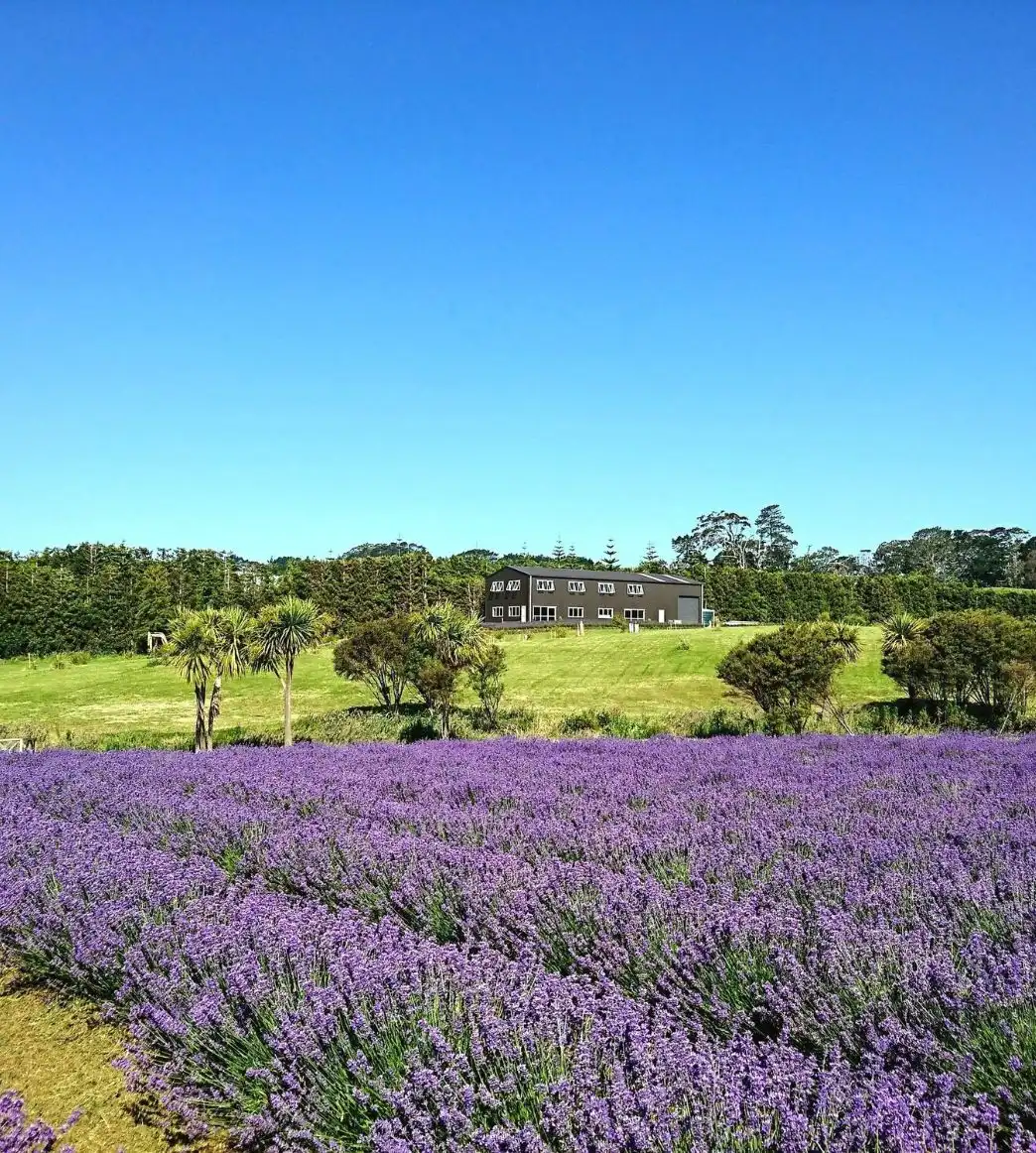 lavender farm